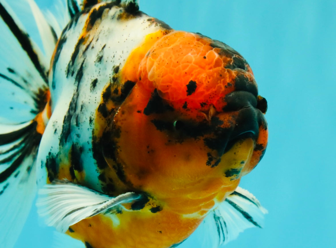 CHUNKY AAA Grade Calico Oranda Male 6-6.5 inches #070626OR_17