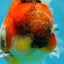AAA Grade RARE Godzilla Calico Sakura Oranda Male 5.5 inches #051625OR_20