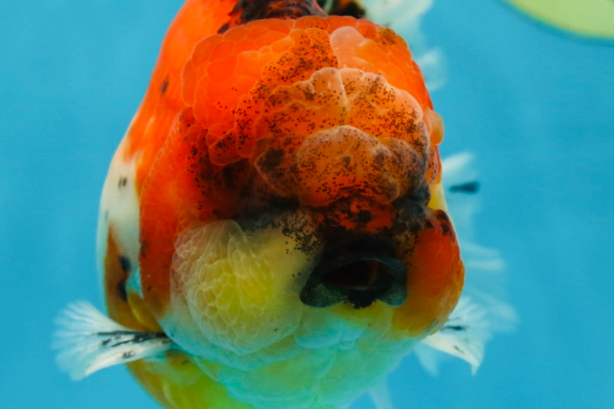 AAA Grade RARE Godzilla Calico Sakura Oranda Male 5.5 inches #051625OR_20