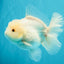 A Grade Snow White Oranda Female 6 inches #030626OR_26
