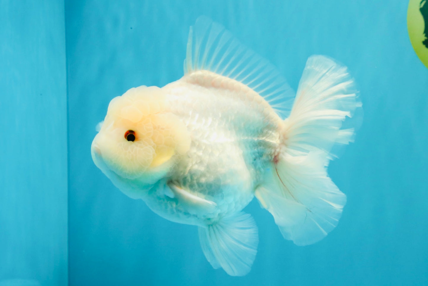 A Grade Snow White Oranda Female 6 inches #030626OR_26