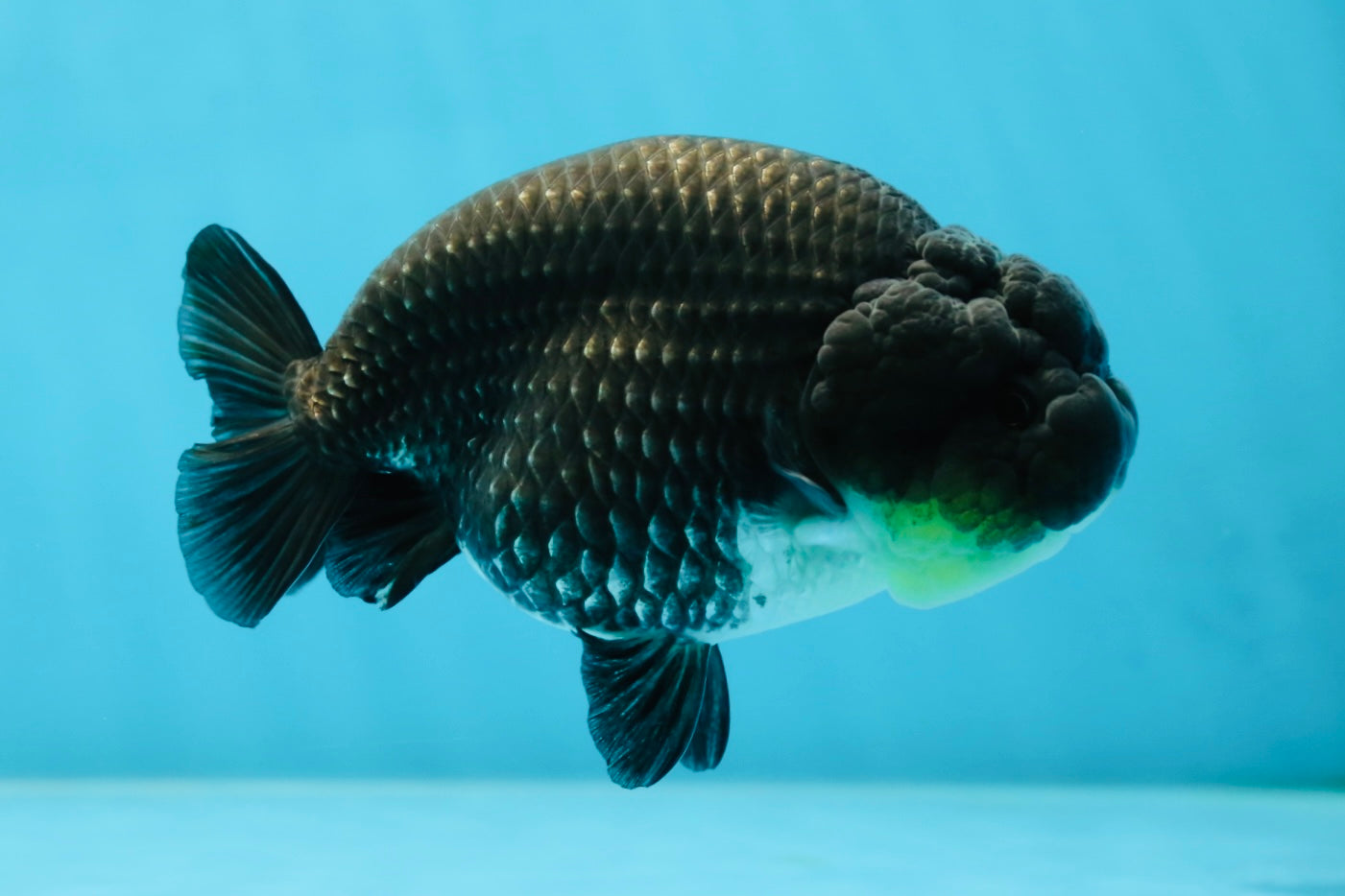 AAA Grade Black Blue LionQueen 4-4.5 inches #051625LC_03