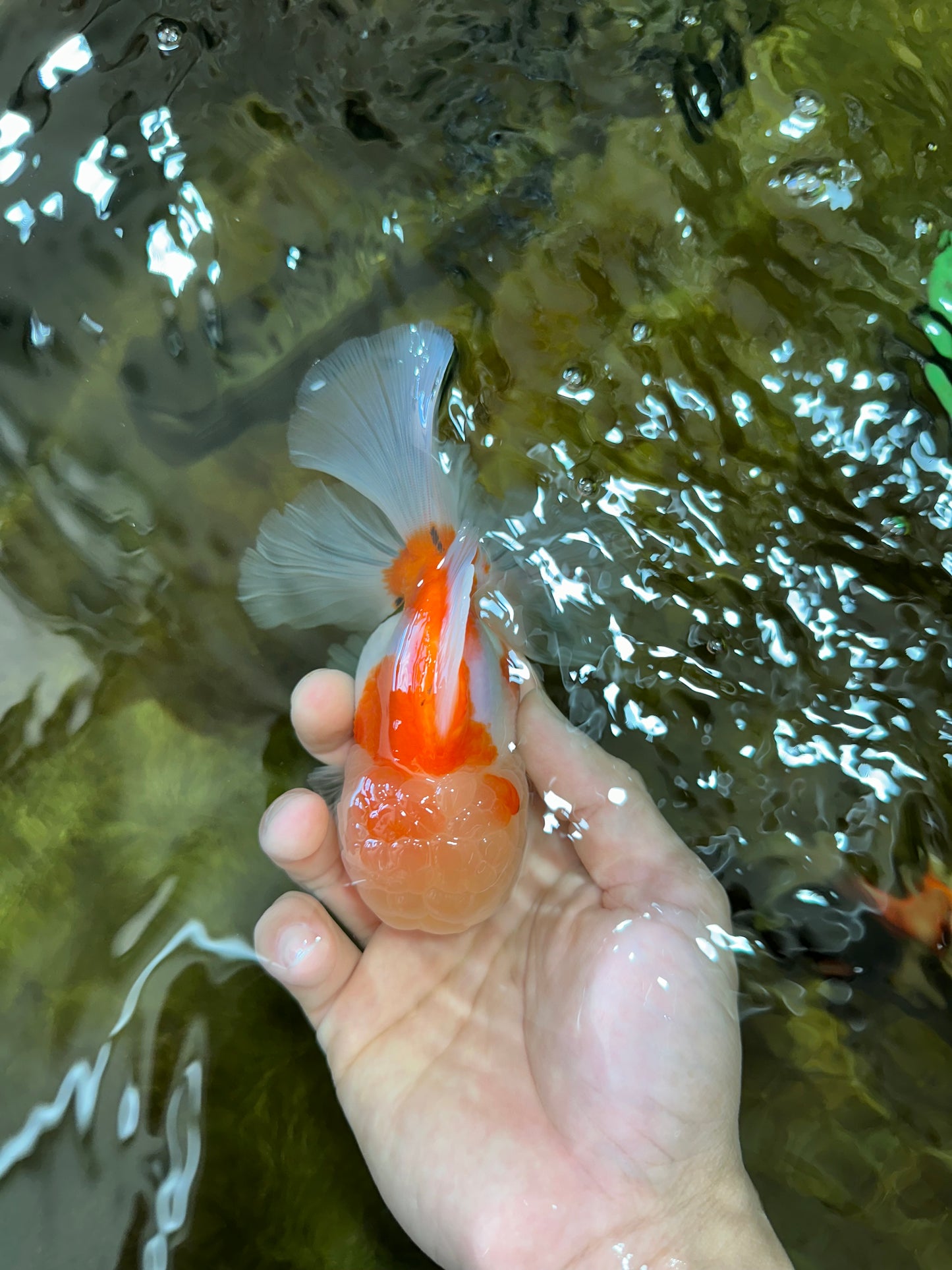 AAA Grade Godzilla Sakura Oranda Male 5 inches #052325OR_09