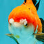 CHUBBY A Grade Apache Yuanbao Male 4.5 inches #051526YB_10