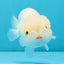 White Lionchu Female 4.5 inches #032726LC_22