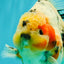 AAA Grade Sanke Marble Oranda Male 6.5 inches #062626OR_03