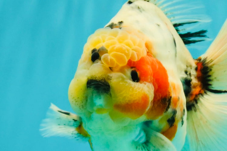 AAA Grade Sanke Marble Oranda Male 6.5 inches #062626OR_03