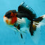 A Grade Tricolor Oranda Male 5.5 inches #051625OR_30
