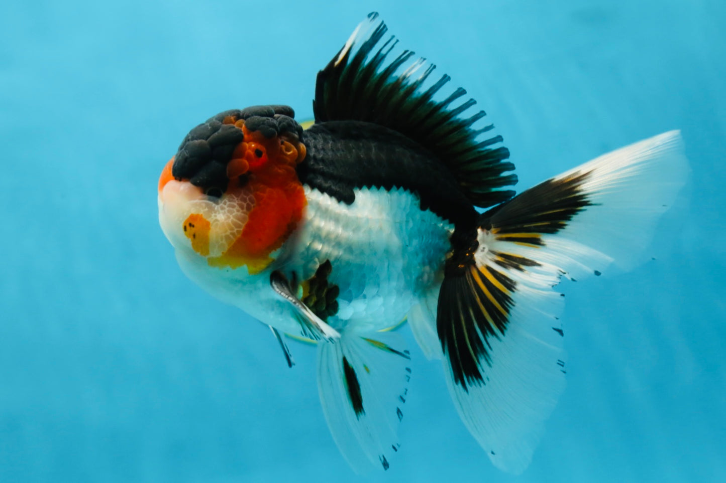 A Grade Tricolor Oranda Male 5.5 inches #051625OR_30
