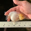 🐣 New Baby Lemonhead Snow White Lionchu Female 3.5-4 inches #0223LC_01
