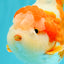 BULLDOG AAA Grade Red White Yuanbao Male 6 inches #070326YB_02