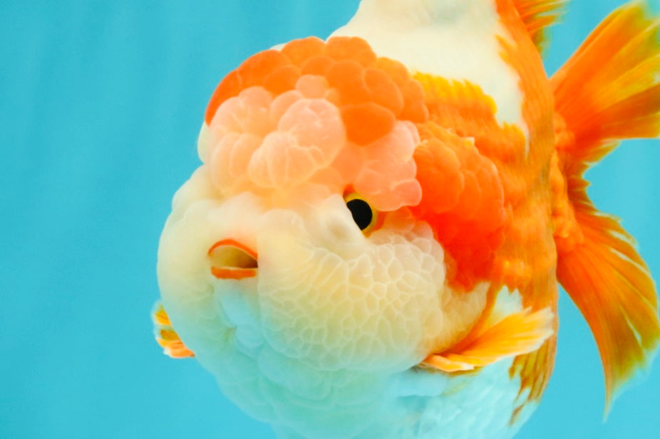 BULLDOG AAA Grade Red White Yuanbao Male 6 inches #070326YB_02