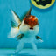 Tricolor Oranda Male 4.5-5 inches #121324OR_21