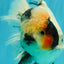 A Grade Two Face Marble Oranda Male 6-6.5 inches #072426OR_11
