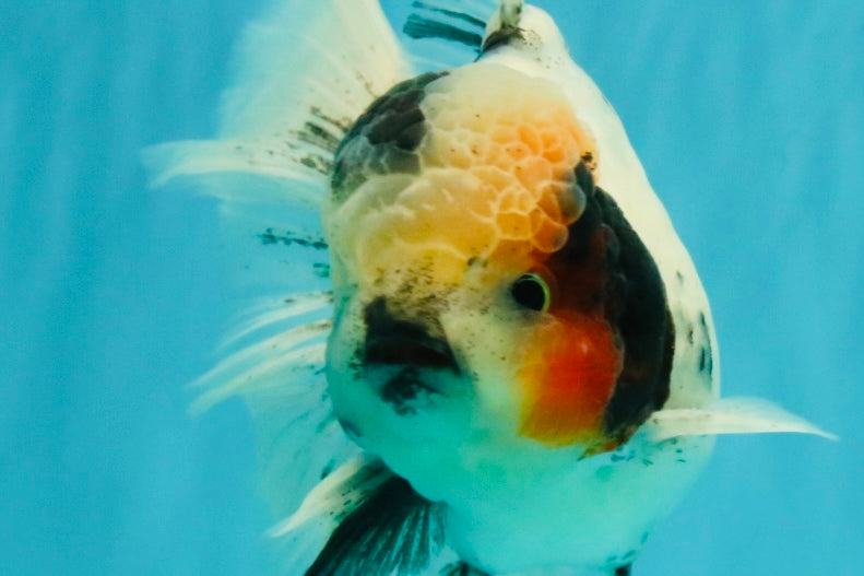 A Grade Two Face Marble Oranda Male 6-6.5 inches #072426OR_11
