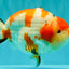 AAA Grade Super Special Sanke Kohaku Sakura Ranchu Female 6-6.5 inches #100226RC_25
