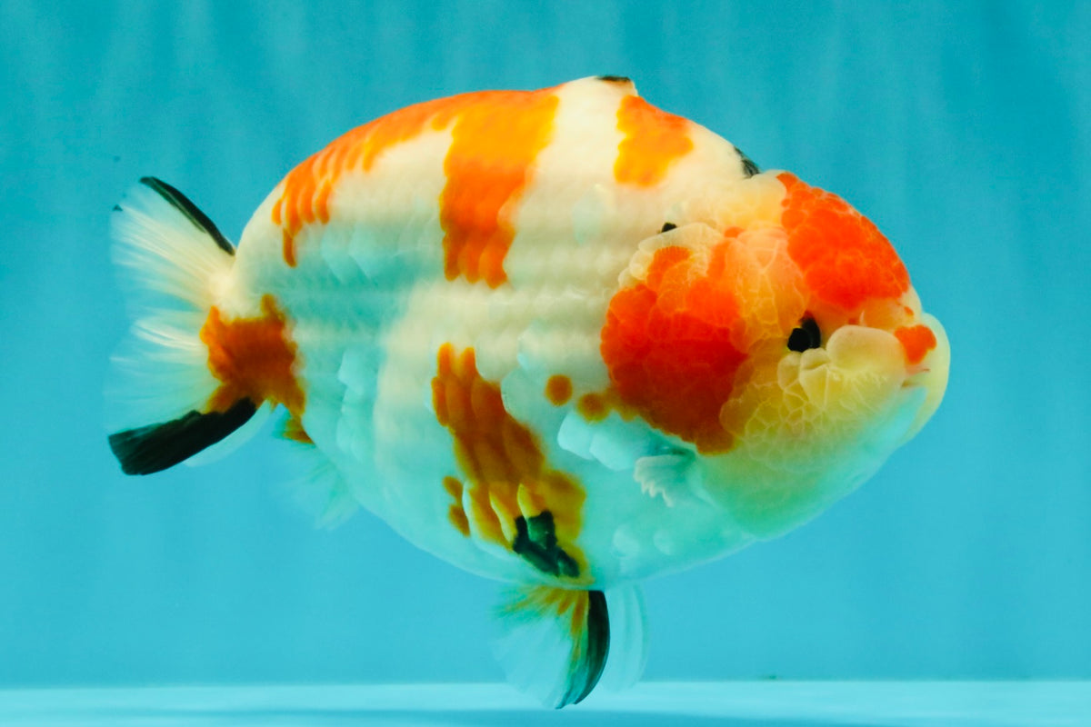AAA Grade Super Special Sanke Kohaku Sakura Ranchu Female 6-6.5 inches #100226RC_25