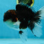 A Grade Tricolor Oranda Male 6.5 inches #060625OR_17