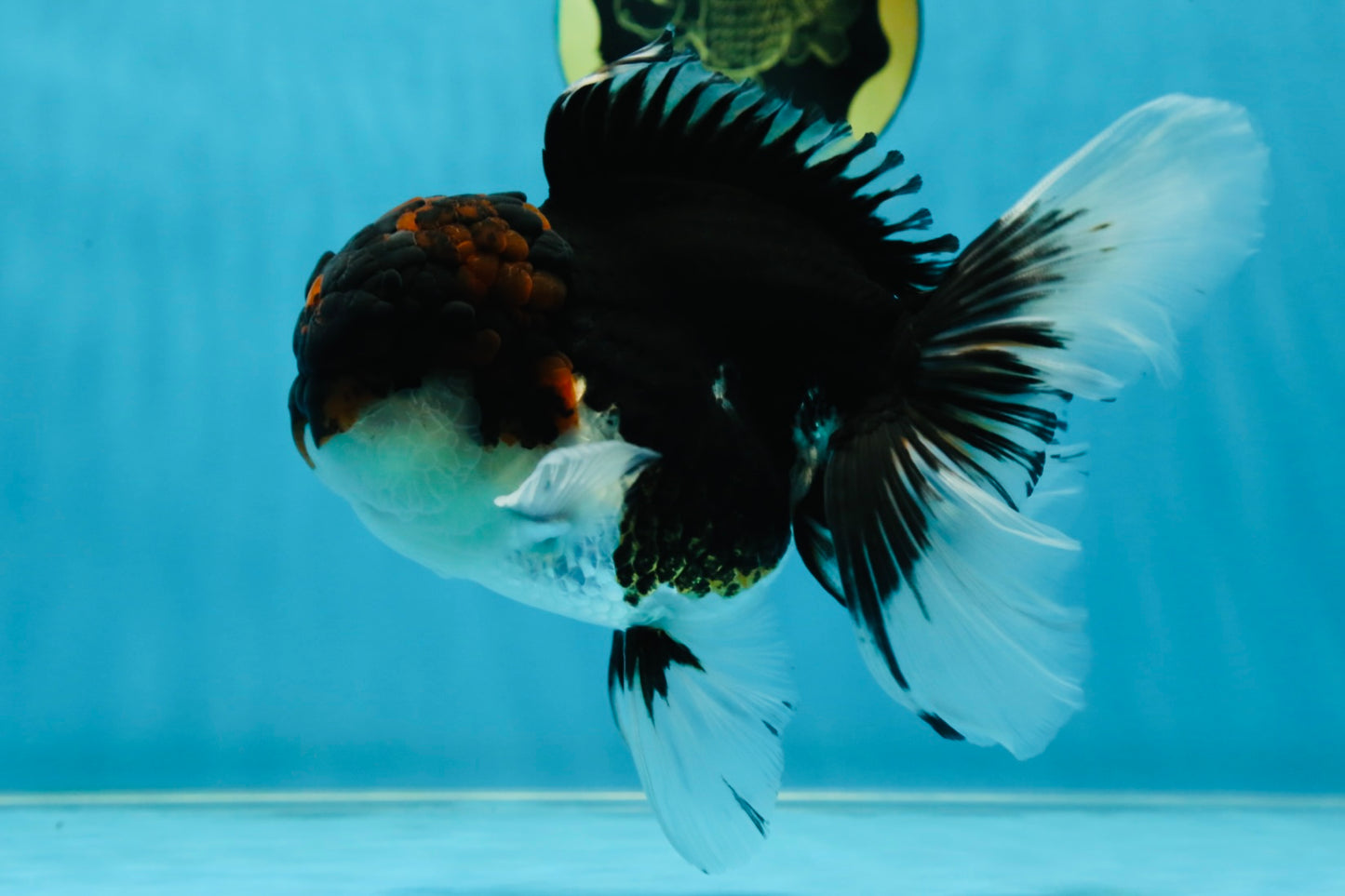A Grade Tricolor Oranda Male 6.5 inches #060625OR_17