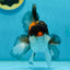 A Grade Tricolor Lava Head Oranda Male 5-5.5 inches #120624OR_03