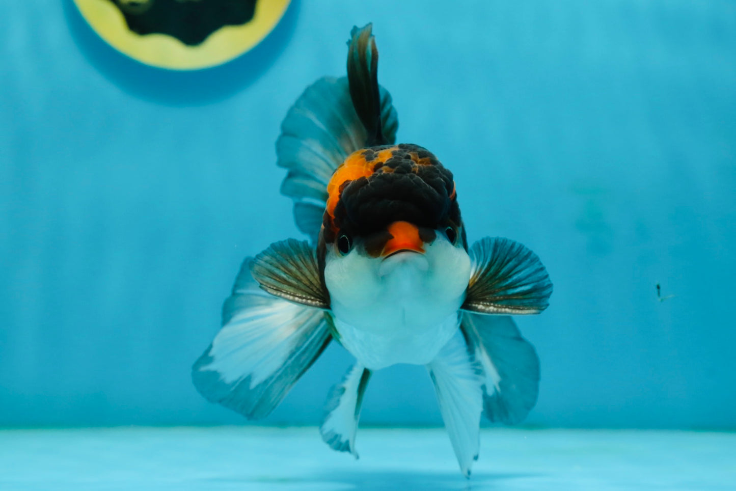 A Grade Tricolor Lava Head Oranda Male 5-5.5 inches #120624OR_03