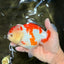 A Grade Red White Yuanbao Female 6 inches #101626YB_30