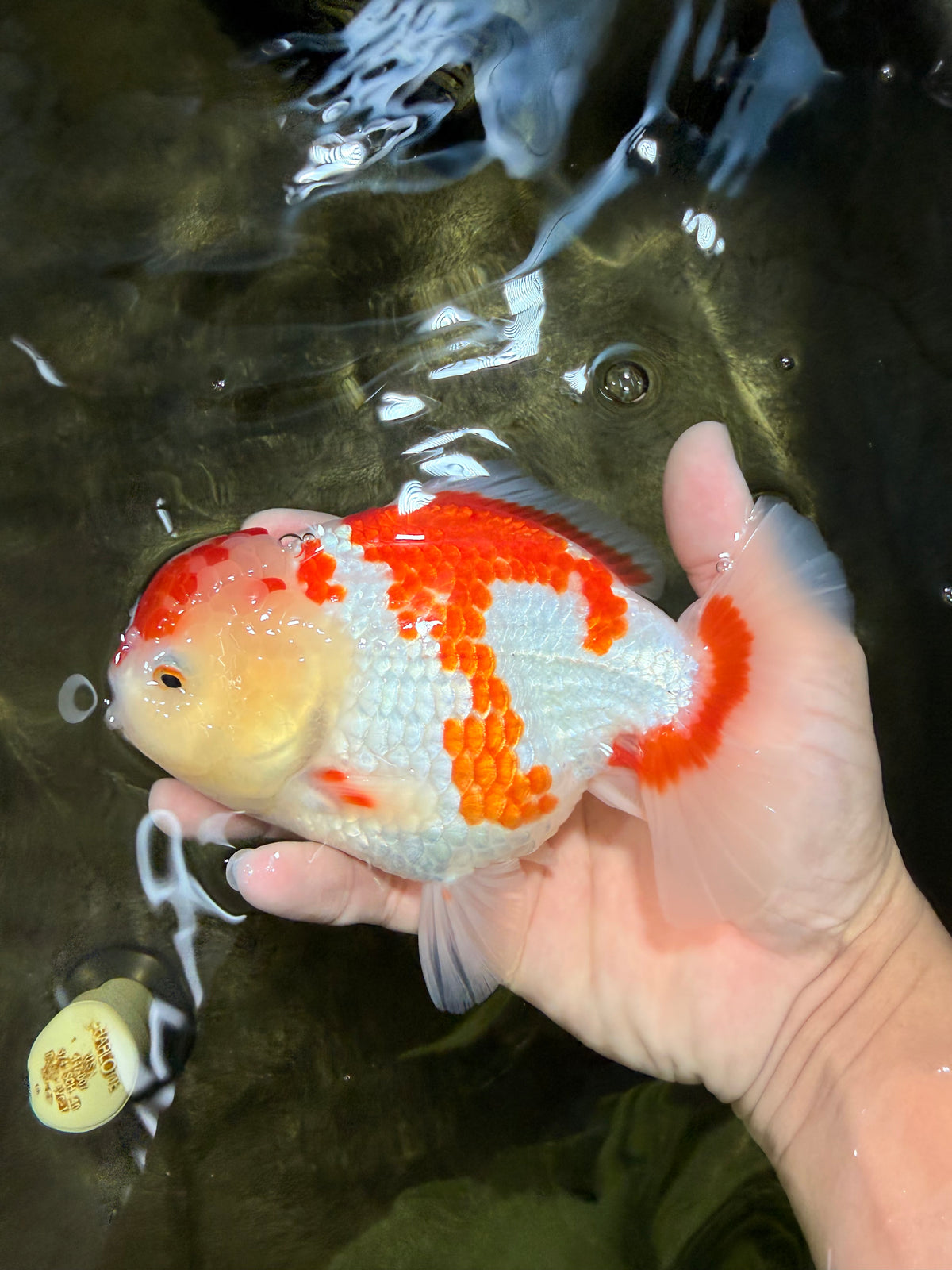 A Grade Red White Yuanbao Female 6 inches #101626YB_30