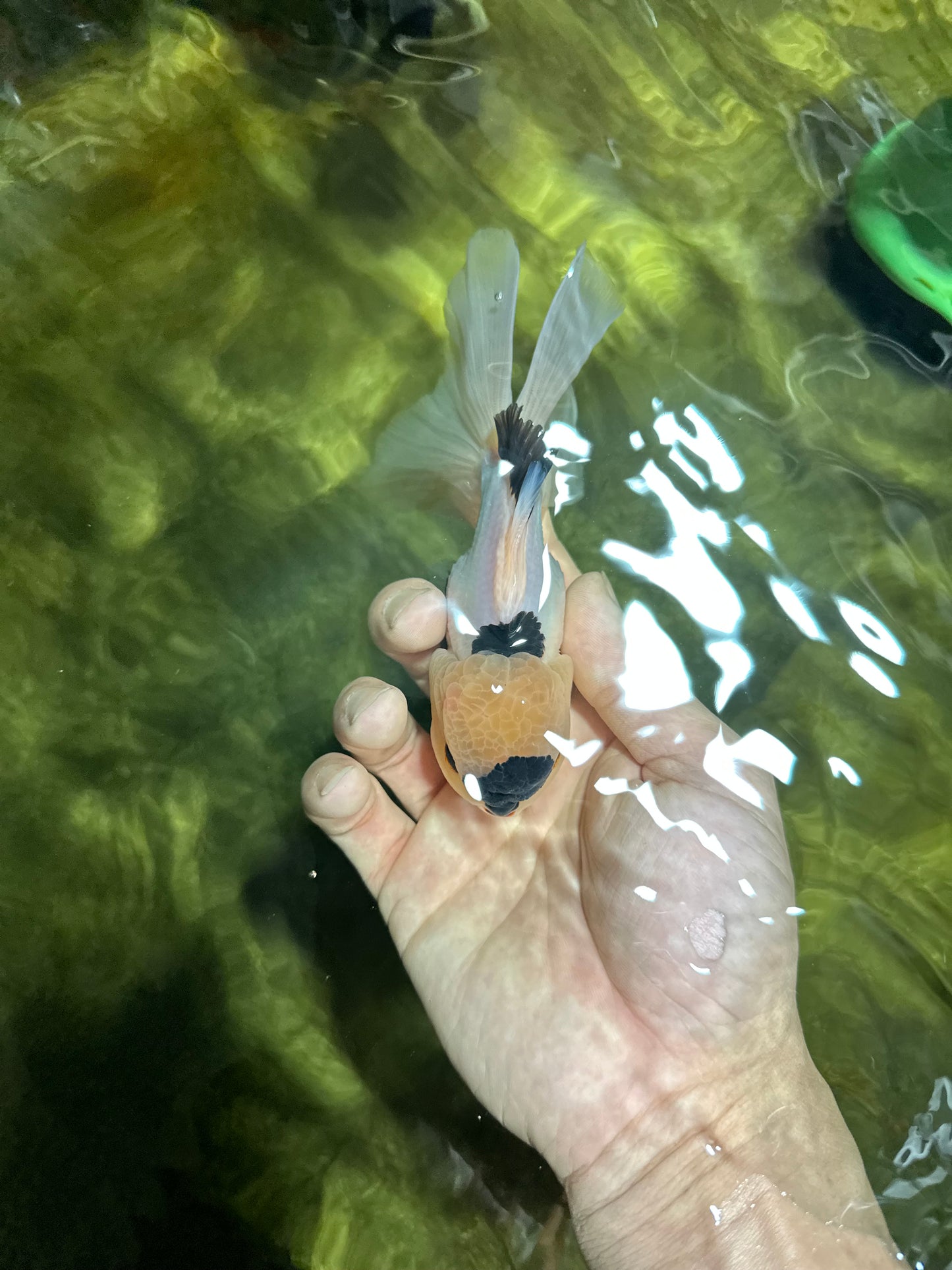 PUPPY FACE A Grade Panda Oranda Male 4.5-5 inches #041825OR_09