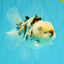 CHONKY A Grade Marble Oranda Male 5 inches #050126OR_07