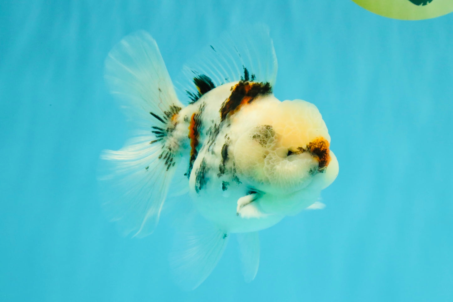 CHONKY A Grade Marble Oranda Male 5 inches #050126OR_07