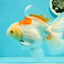 AAA Grade Giant Generation Orange White Oranda Male 6-6.5 inches #102524OR_06