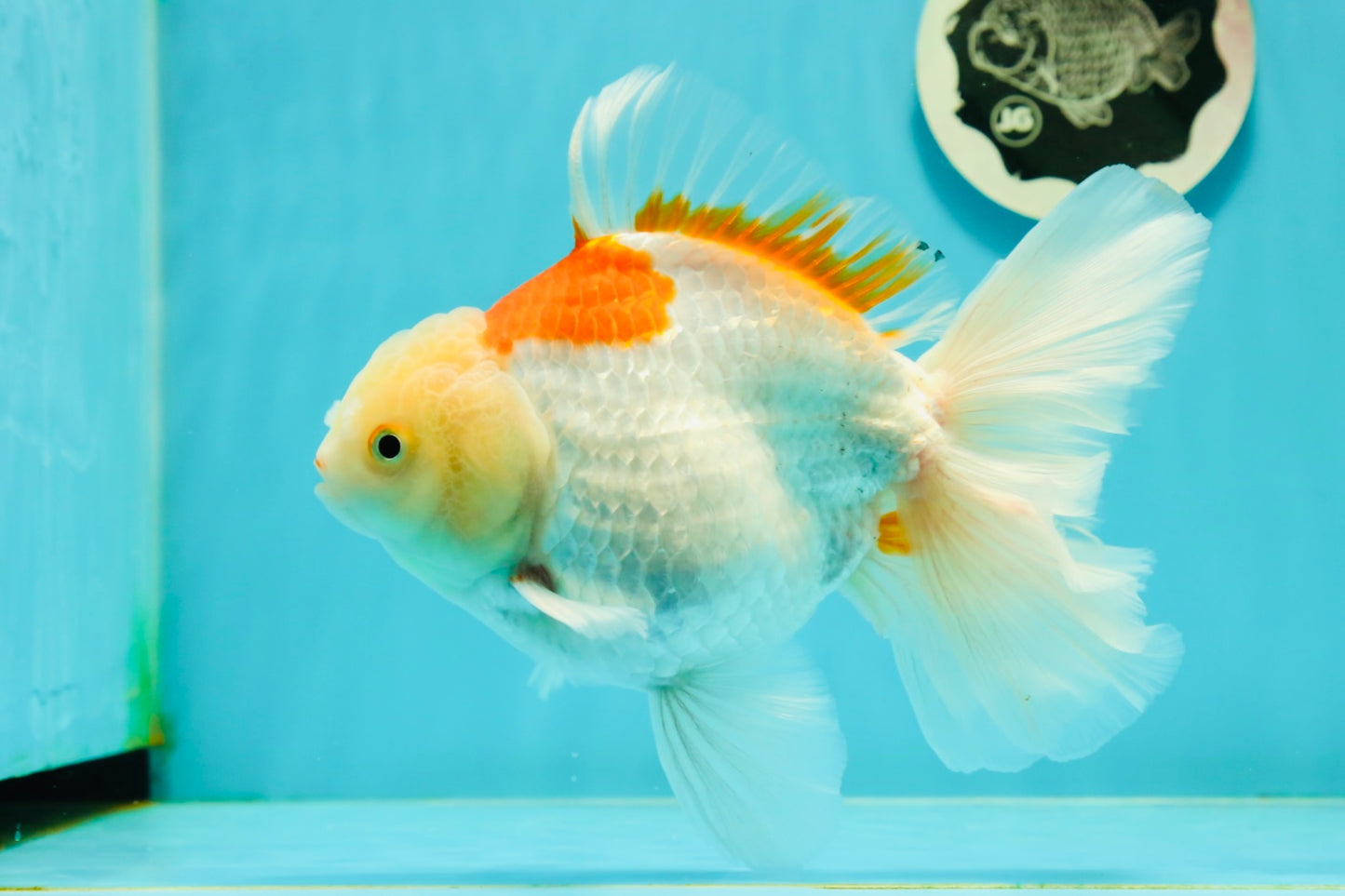 AAA Grade Giant Generation Orange White Oranda Male 6-6.5 inches #102524OR_06