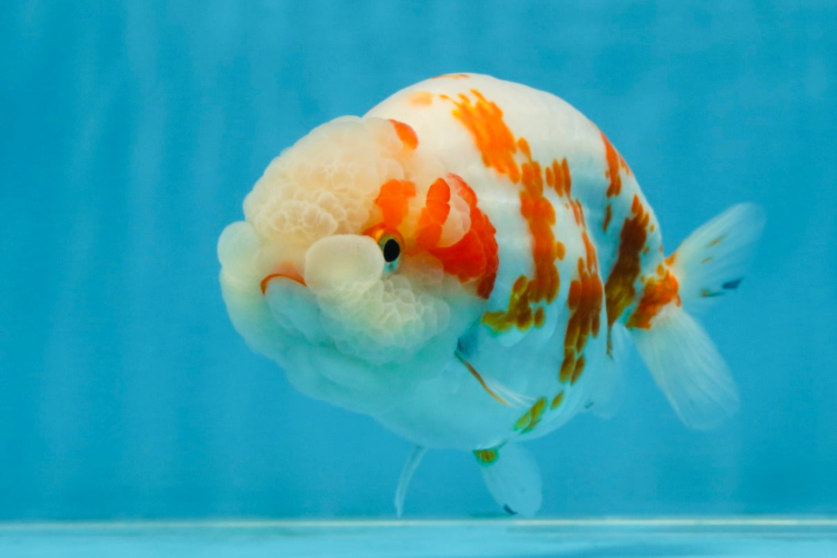 BEAUTY A Grade Kohaku Sakura LionQueen 5.5  inches #102425LC_08