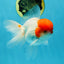 AAA Grade Red Cap Oranda Male 5 inches #050925OR_42