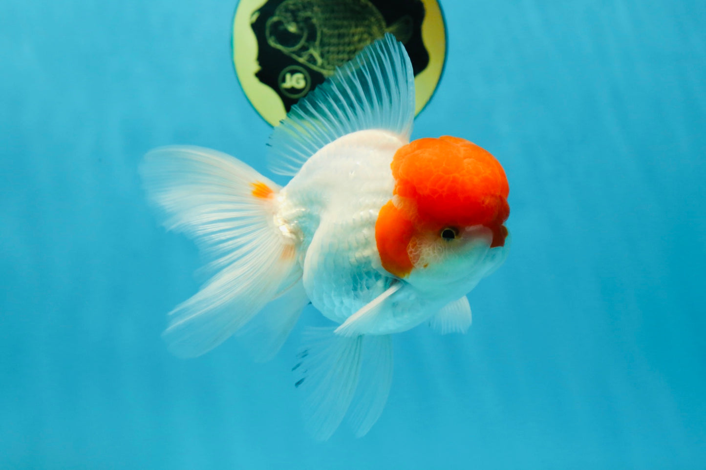 AAA Grade Red Cap Oranda Male 5 inches #050925OR_42