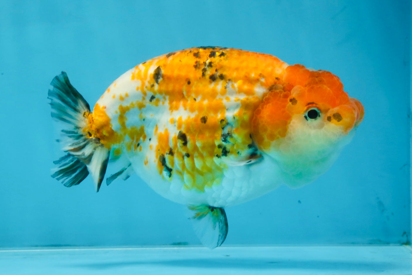 Tricolor Lionchu Female 5 inches #103125LC_16