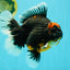 AAA Grade Super Red Head Kirin Oranda Male 7-7.5 inches #062626OR_01