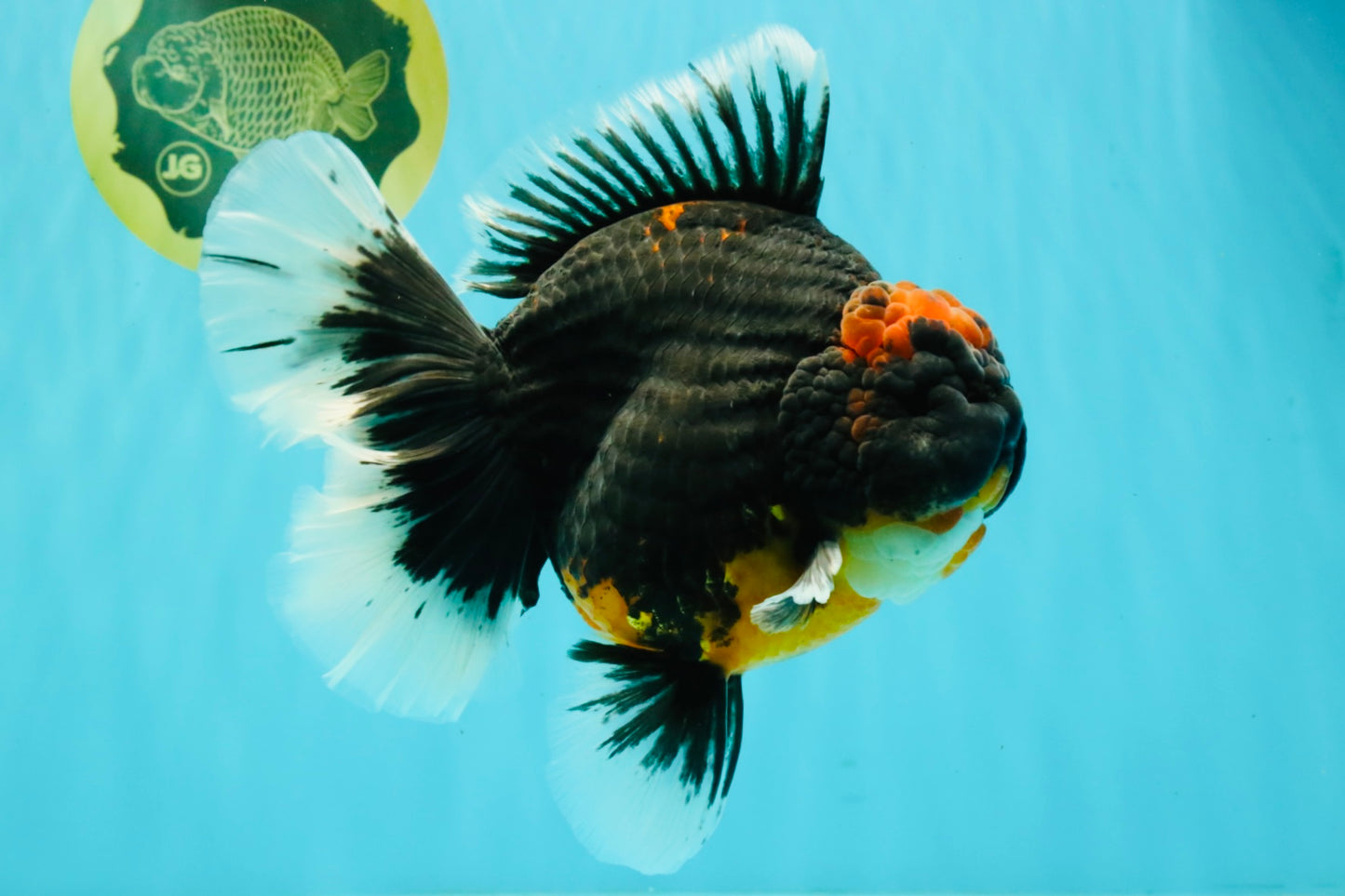 AAA Grade Super Red Head Kirin Oranda Male 7-7.5 inches #062626OR_01
