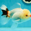 Tricolor Pompom Red Nose Oranda Female 5.5 inches #111524OR_17