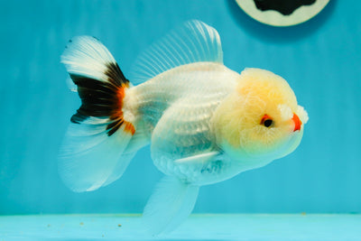 Tricolor Pompom Red Nose Oranda Female 5.5 inches #111524OR_17