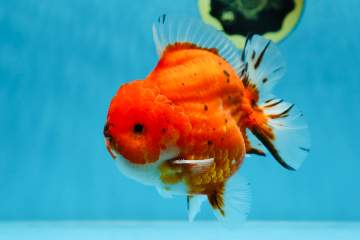 AAA Grade Godzilla Sakura Yuanbao Male 5 inches #080125YB_13