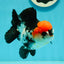 A Grade Pom-poms Tricolor Yuanbao Male 4.5 inches #102524YB_17