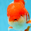 A Grade Red White Oranda Male 5.5-6 inches #080825OR_17