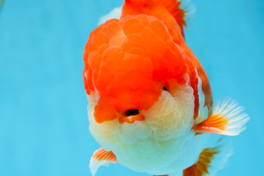A Grade Red White Oranda Male 5.5-6 inches #080825OR_17