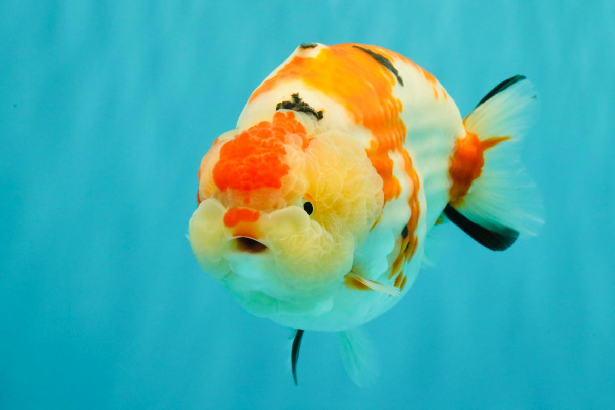 AAA Grade Super Special Sanke Kohaku Sakura Ranchu Female 6-6.5 inches #100226RC_25