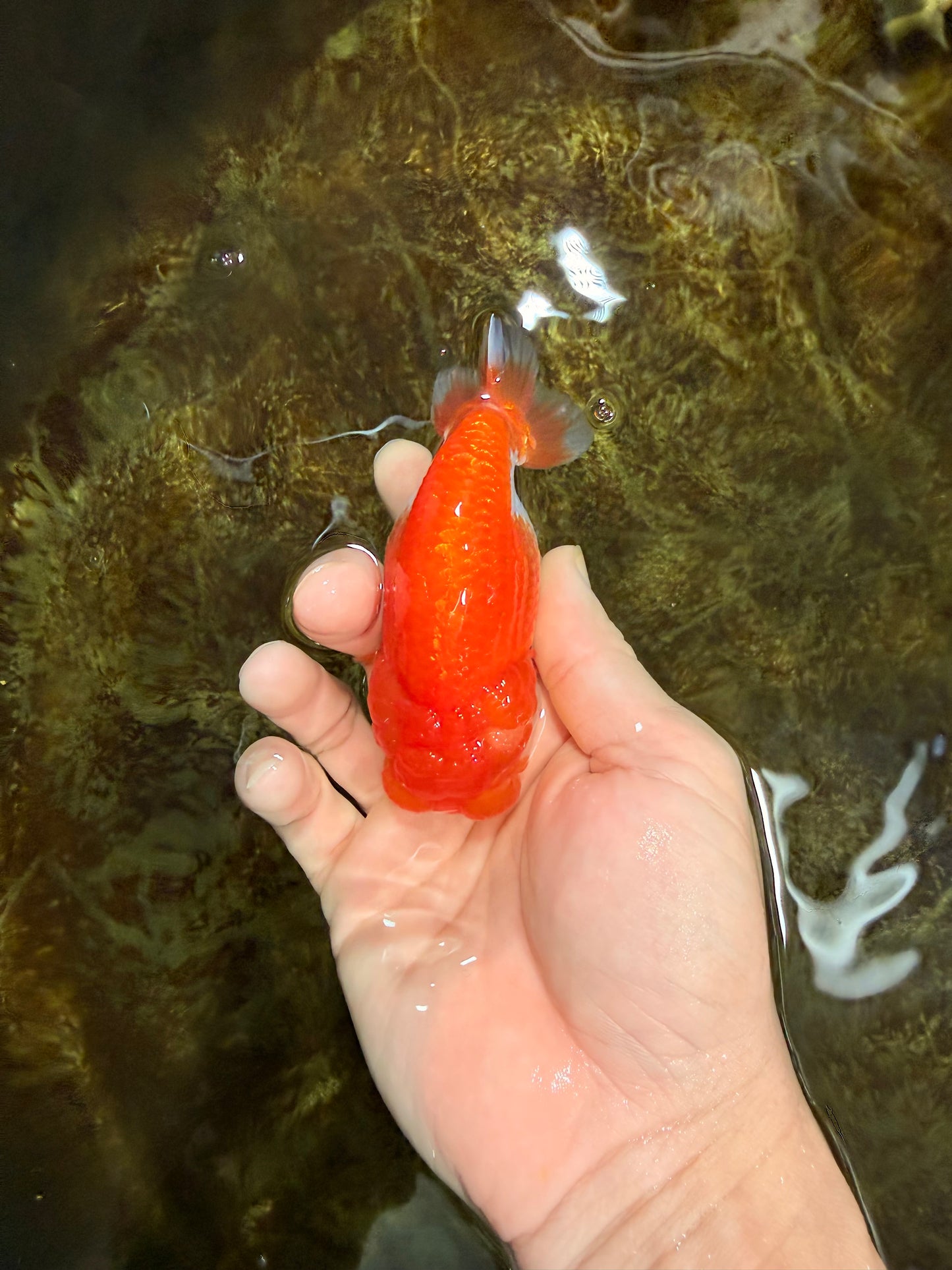 FLUFFY Red White LionChu Female 4.5 inches #120525LC_16