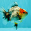 UNIQUE A Grade Calico Oranda Female 5.5 inches #073126OR_21