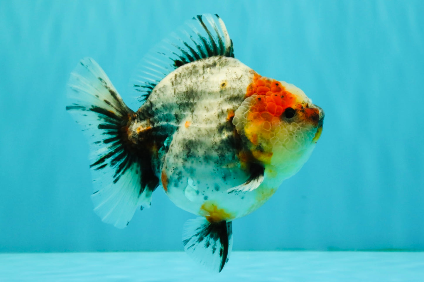 UNIQUE A Grade Calico Oranda Female 5.5 inches #073126OR_21