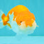 Red White LionChu Female 4.5 inches #070326LC_35