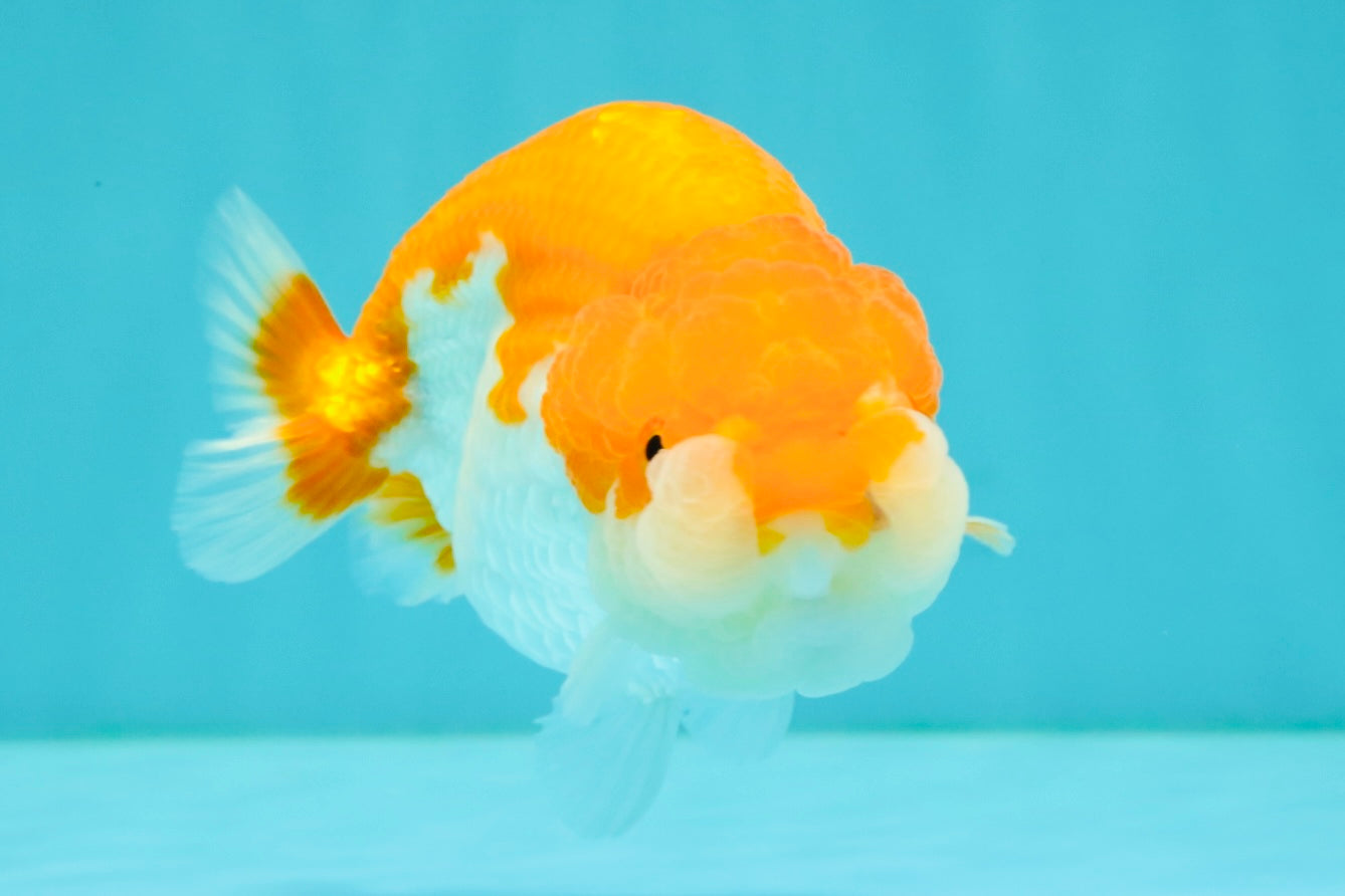 Red White LionChu Female 4.5 inches #070326LC_35
